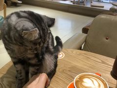 -藏猫猫咖啡主题馆(中央大道店)