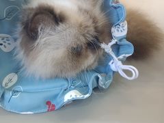 -喵园·猫主题咖啡厅·撸猫·猫咖(国贸店)