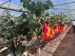 -马陆小张葡萄园农家乐