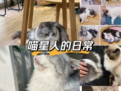 -李小姐の猫咖啡馆(五角场店)
