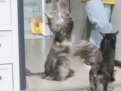 -十年猫舍·猫咪专门店(普陀店)