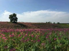 -北纬44度·金珠花海休闲农业旅游景区