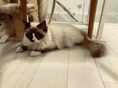 -喵的天空名猫咖啡馆·撸猫·猫舍·用品