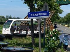 -池杉湖湿地公园