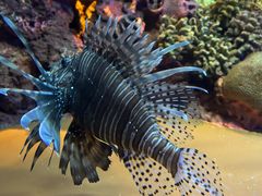 -上海海洋水族馆