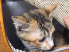 -瑞派先诺宠物医院•猫专科•普外科•中兽医(佛山院)