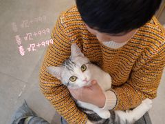-飞行喵MR PILOT|猫舍·猫咖(静安大融城店)