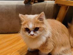 -啵啵喵·猫咖(攀华国际店)