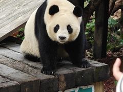 -广州长隆野生动物世界