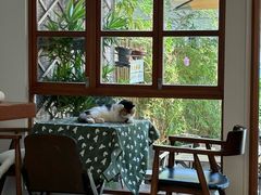 -有猫主题·治愈系猫咖(曾厝垵店)