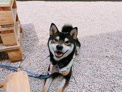 -J Create城市露营咖啡·简餐·宠物(上海动物园店)