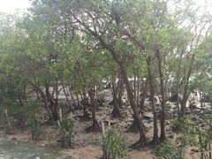 -宝安西湾红树林湿地公园