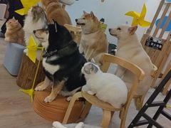 -柴迷FANS CLUB·柴犬狗咖·猫咖