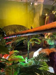 -恐龙探索乐园(磁器口店)