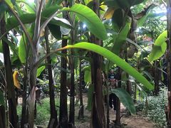 -呀路古热带植物园