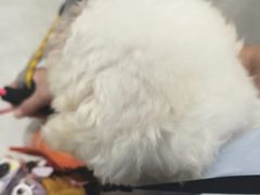 -安安宠医宠物医院·异宠·犬猫内科(岳阳分院)