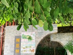 -银湖山郊野公园-相思林