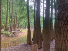 -滴水岩森林公园