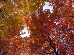 -长白岛森林公园