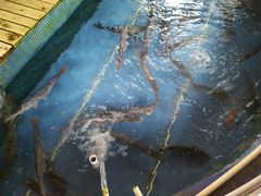 -鲤鱼塘农家山庄