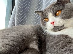 -关爱宠物医院·猫科中心·消化科(滨湖万达分院)