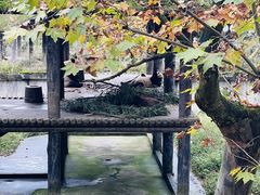 -中国大熊猫保护研究中心雅安碧峰峡基地