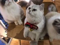 -松果猫咖(桐乡吾悦金街店)