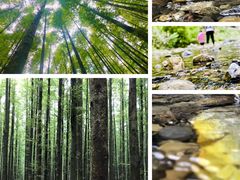 -山王坪喀斯特国家生态公园