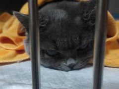 -嘉馨宠物医院·CT影像转诊·心脏科·犬猫全科诊疗中心(下沙大学城院区)