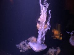 -鹿儿岛水族馆