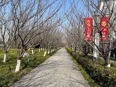 -高东镇樱花园