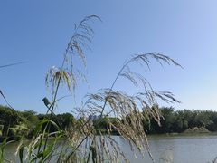 -鹤之洲湿地公园
