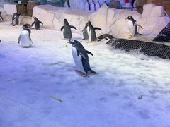 -芜湖新华联大白鲸海洋公园