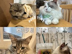 -楼上猫咖(罗湖店)