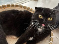 -共舞时光猫咖·狗咖(新街口店)