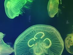 -成都浩海立方海洋公园