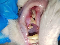 -宠物星动物医院·眼科·异宠·猫科(江南大道总院)