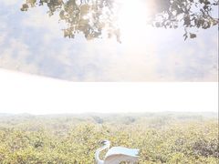 -北海金海湾红树林生态旅游区