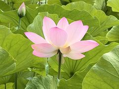 -莲花池公园