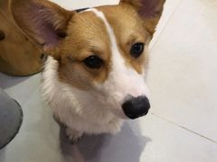 -Heymao猫咖.咖啡厅(东门店)