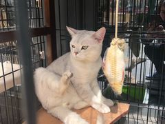 -津菜宋记老房子(鼓楼店)