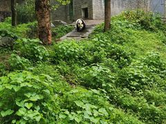 -都江堰中华大熊猫苑