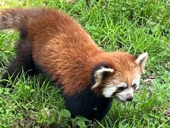 -合肥野生动物园