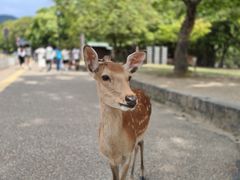 -奈良公园