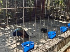 -瑞丽独树成林风景区