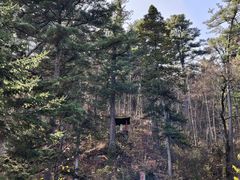 -五营红松林海景区