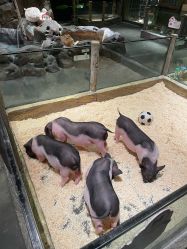-造物庄园 萌宠纪(苏州湾歌林公园店)