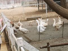 -大连铭湖国际观光牧场
