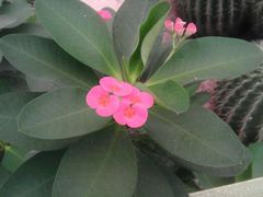 android_upload_pic-石家庄市植物园