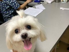 -爱侣宠医·鹦鹉专科·小型哺乳类·异宠专科(灵石路店)